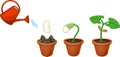 Sequence of growth stages of bean germination: from seed to young sprout with green leaves in flower pot